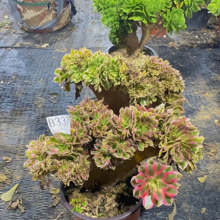 贰***酒女巫缀337。