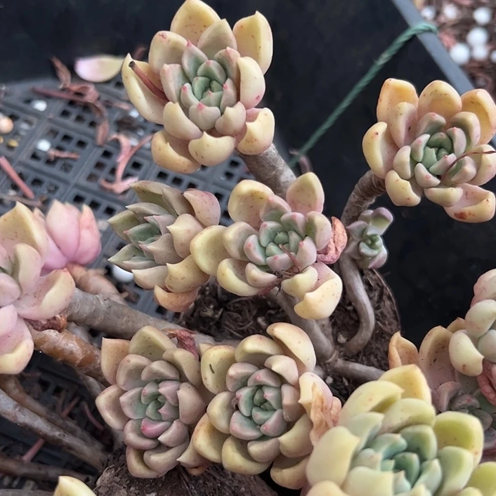 无花朵象牙璀璨。