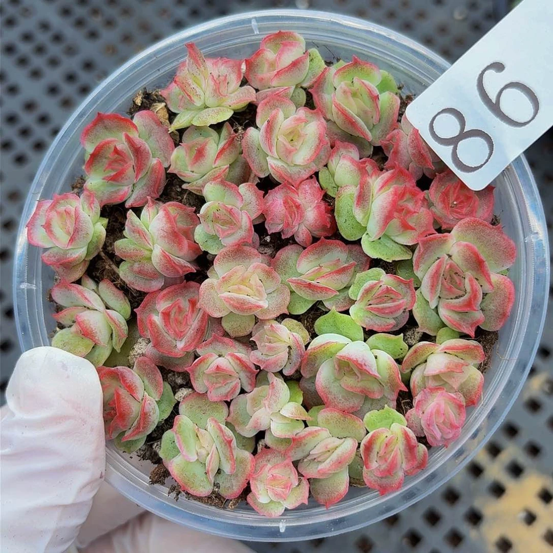 多肉植物多肉植物86