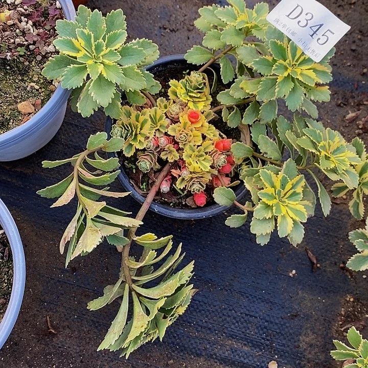 345亚特兰蒂斯多肉