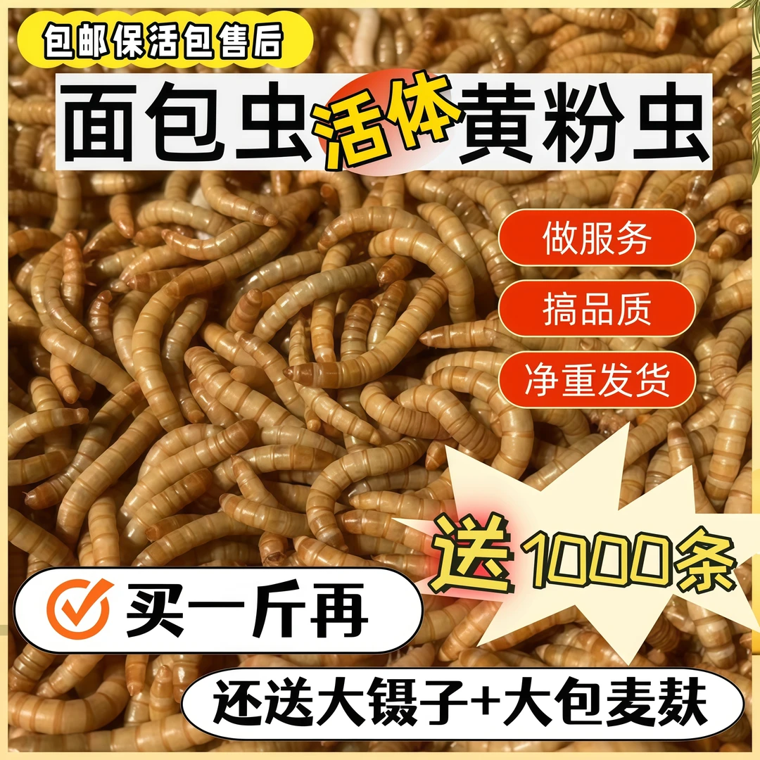 面包虫活虫鲜活黄粉虫包邮鸟食守宫画眉宠物食品钓鱼饵料高蛋白虫