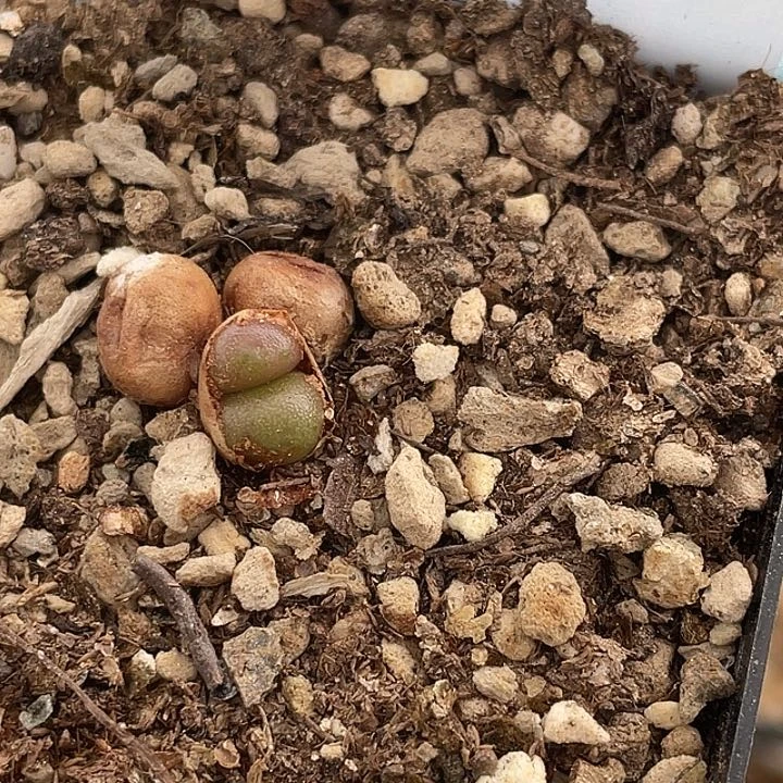 30-49紫葡萄多肉植物