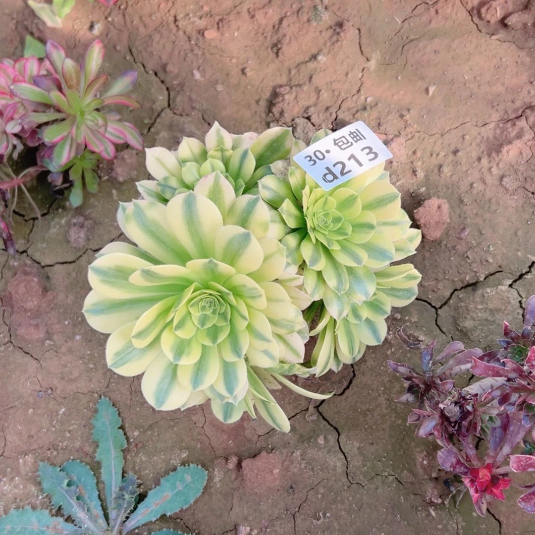 213金丝多肉法师