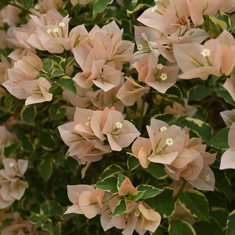 森朴【金边马斯佩拉克】盆苗(一个月内换盆不售后)