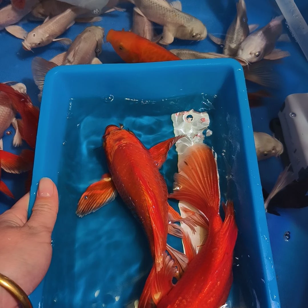 蝴蝶鲤鱼蝴蝶鲤红色2条