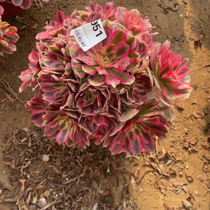 多肉粉女巫法师951