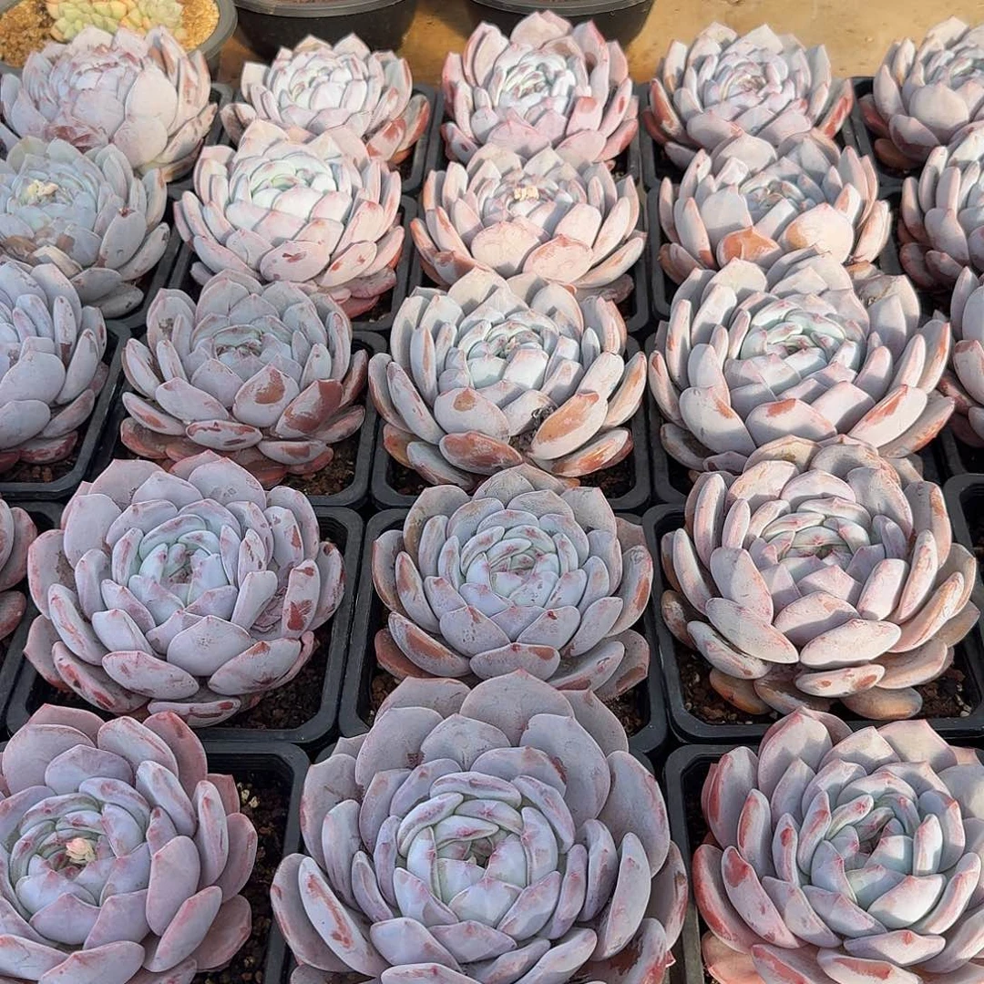 奶盖大单头15公分