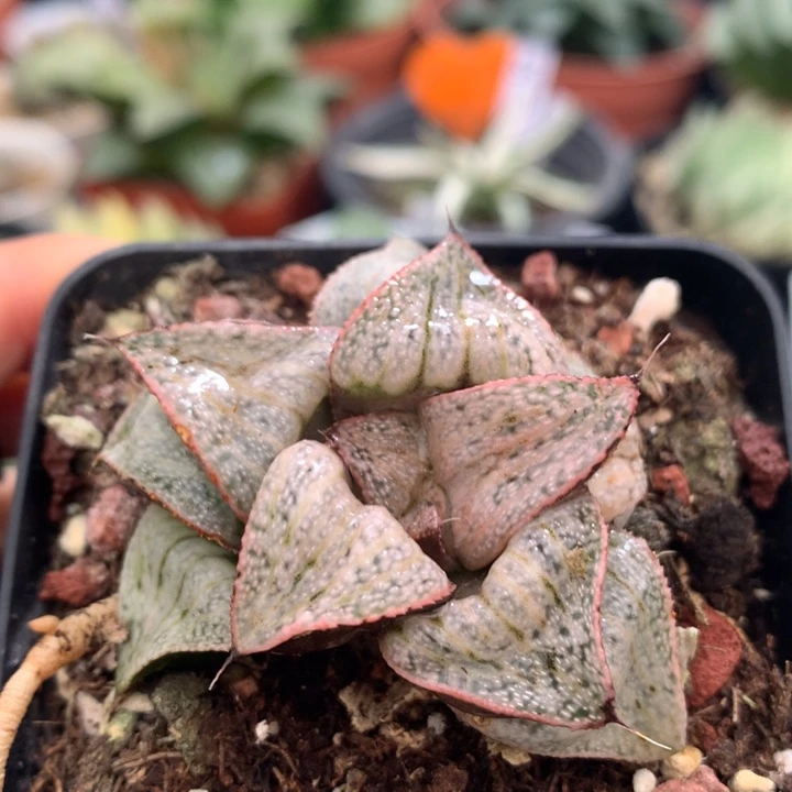 泰姬陵青蟹，带盆发货