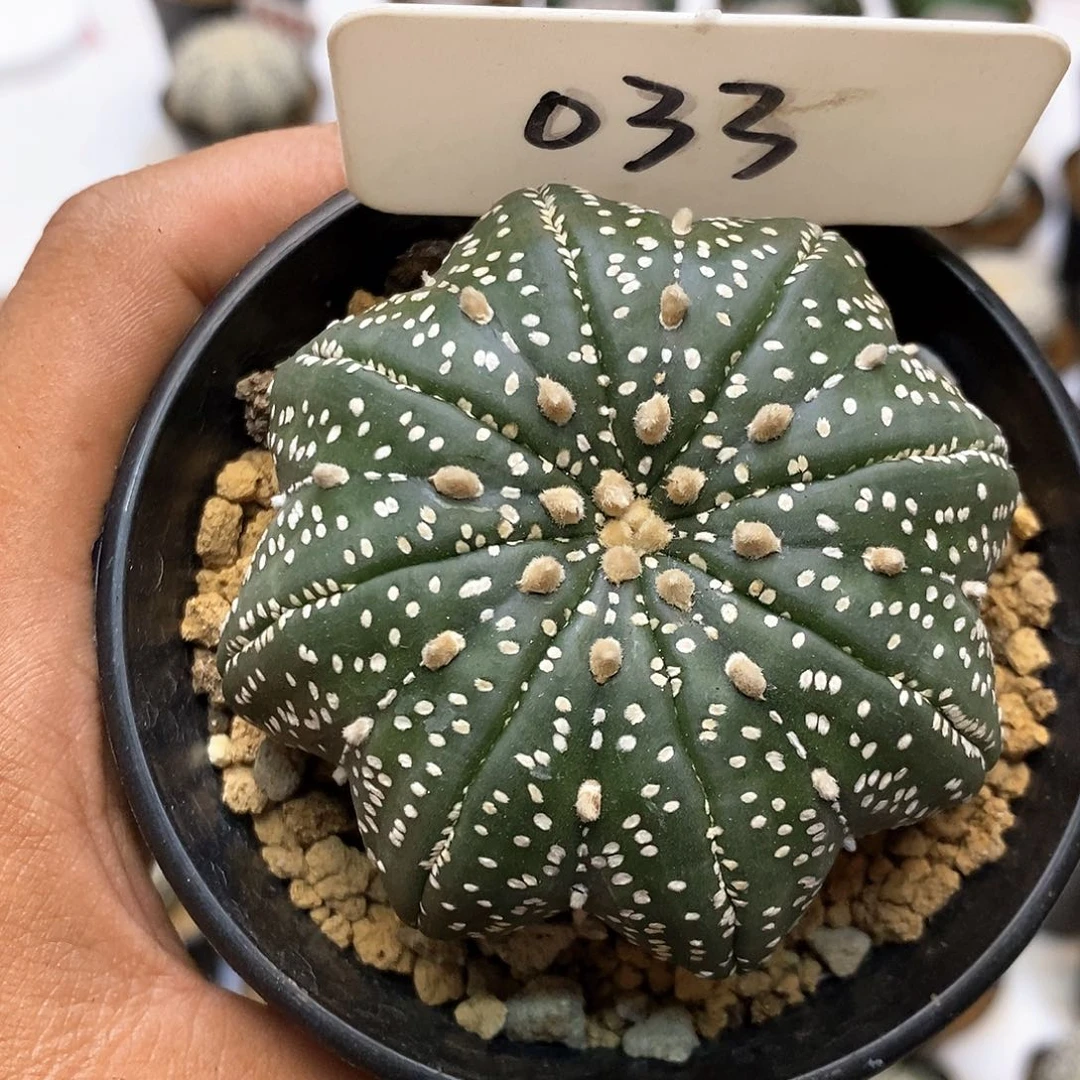 033福利特价咯来袭