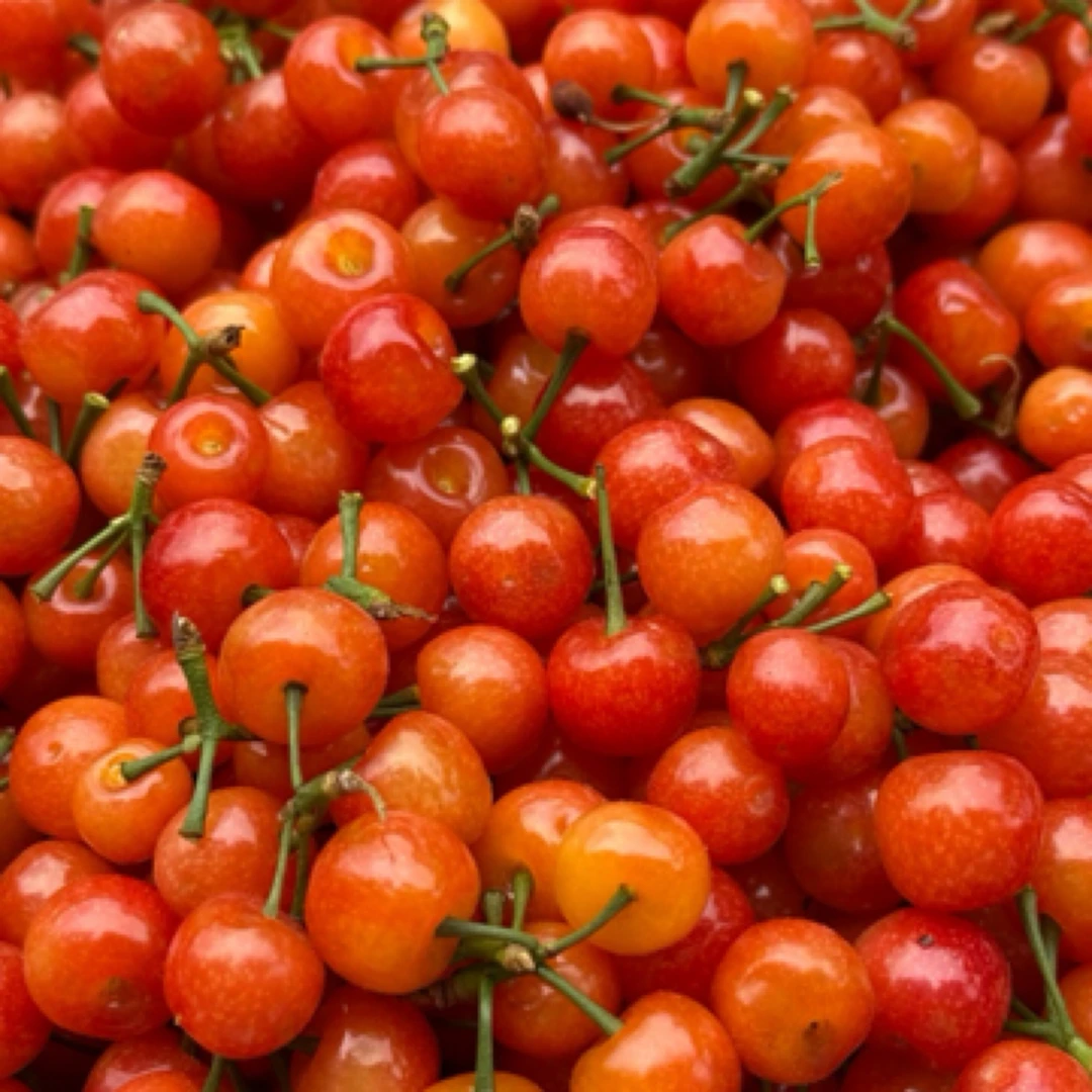 （新鲜同城）米易XL樱桃约1斤其他品种四川省