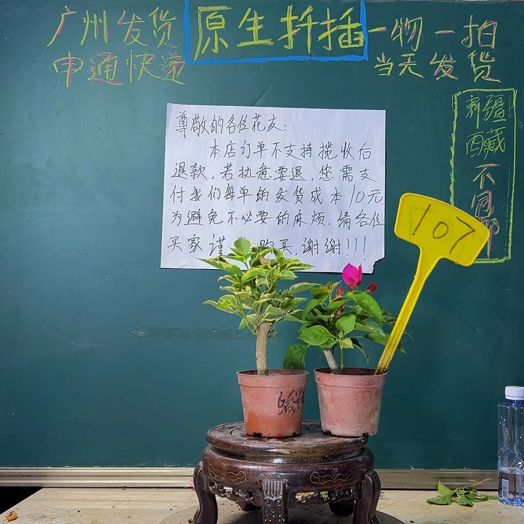 当前无花栽培后可以开花玫瑰红掌中宝 蜡染粉掌中宝 107