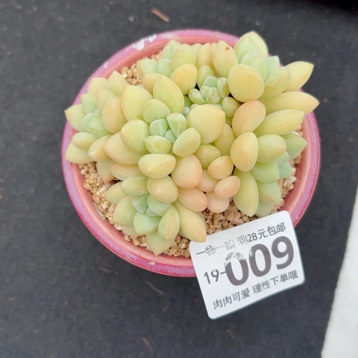 泡泡糖多肉无盆土发货无盆