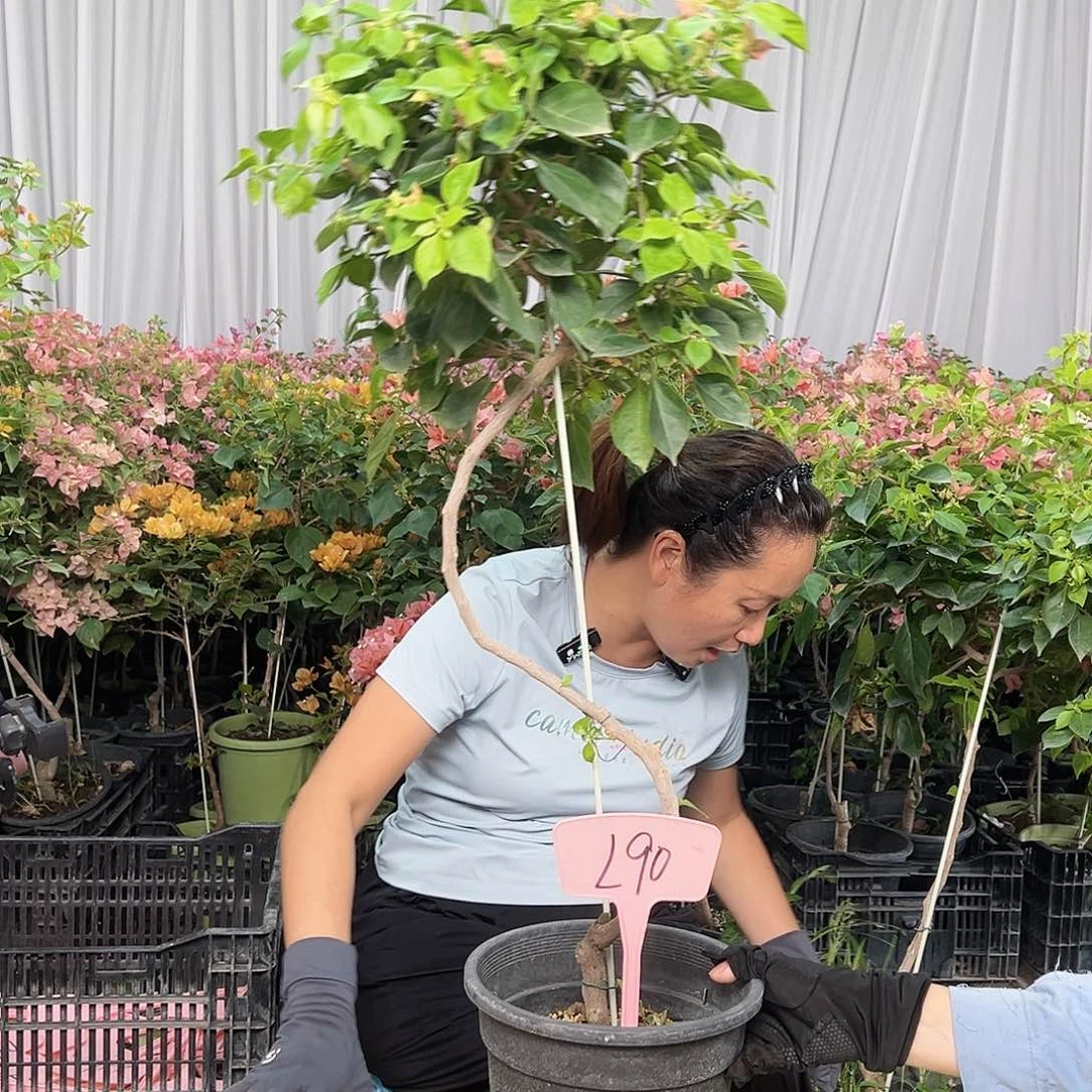 西***雪当前无花栽培后可以开花L90佩德罗
