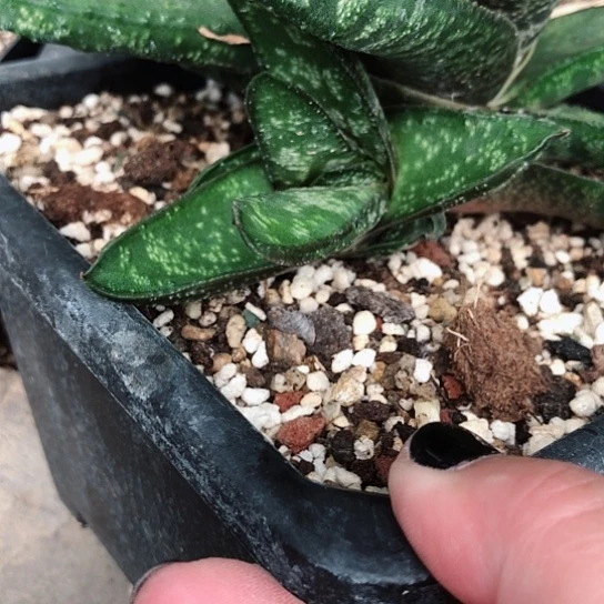 朋***友侧牙现砍无根哈哈哈哈哈