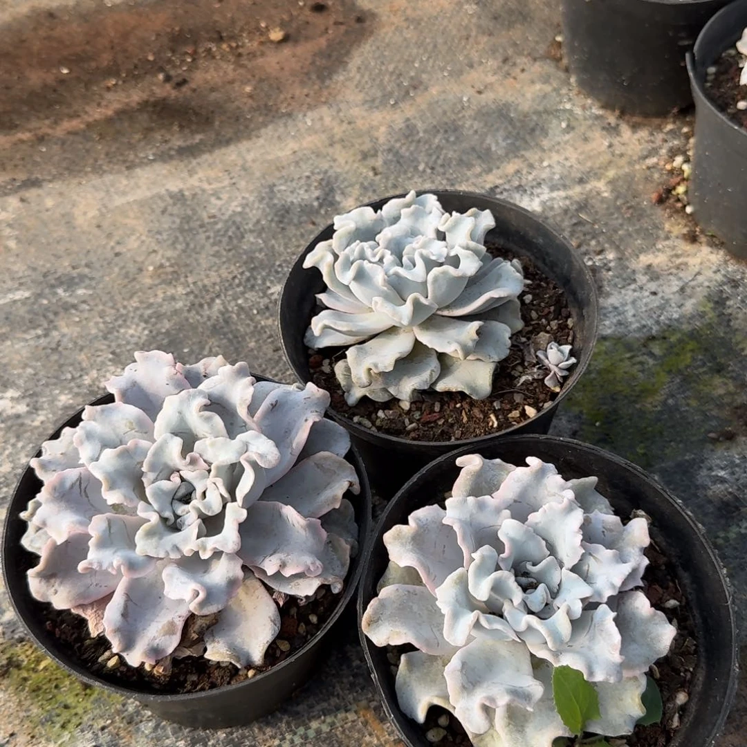 白饺子皮三颗量拍1-46