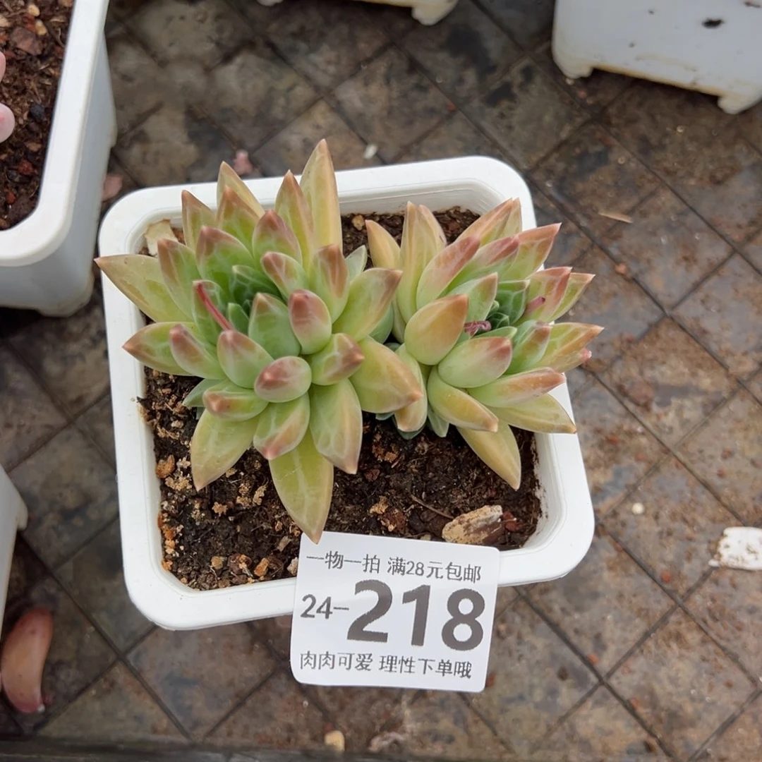 陨石多肉多肉多肉多肉