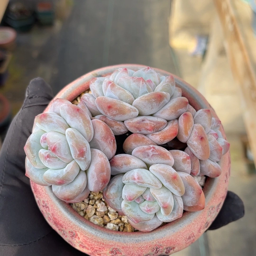 老桩香橙一物一拍