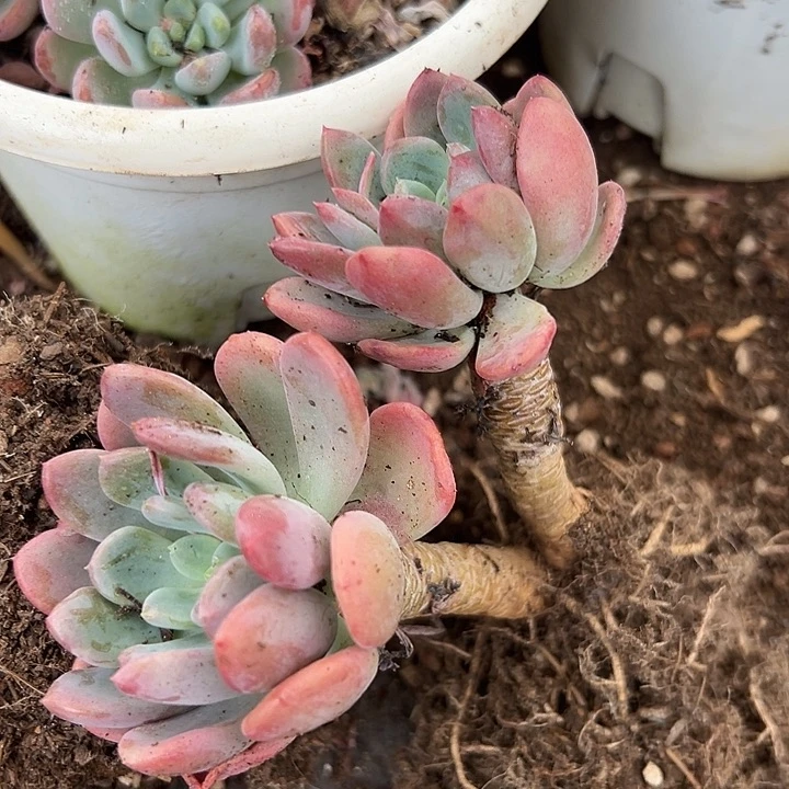 无花朵玛瑙双头起2盆。