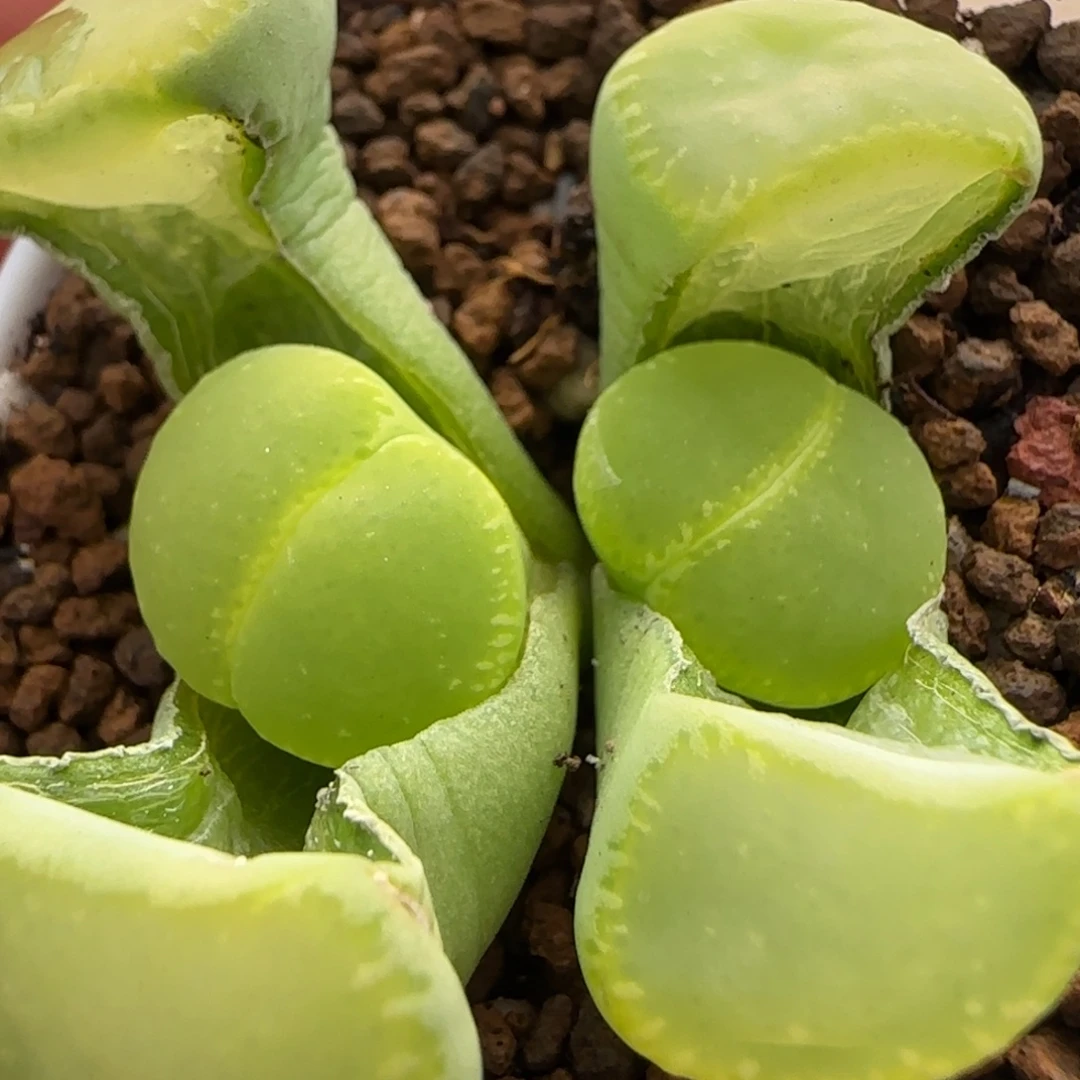 1.3。       GT。    2021