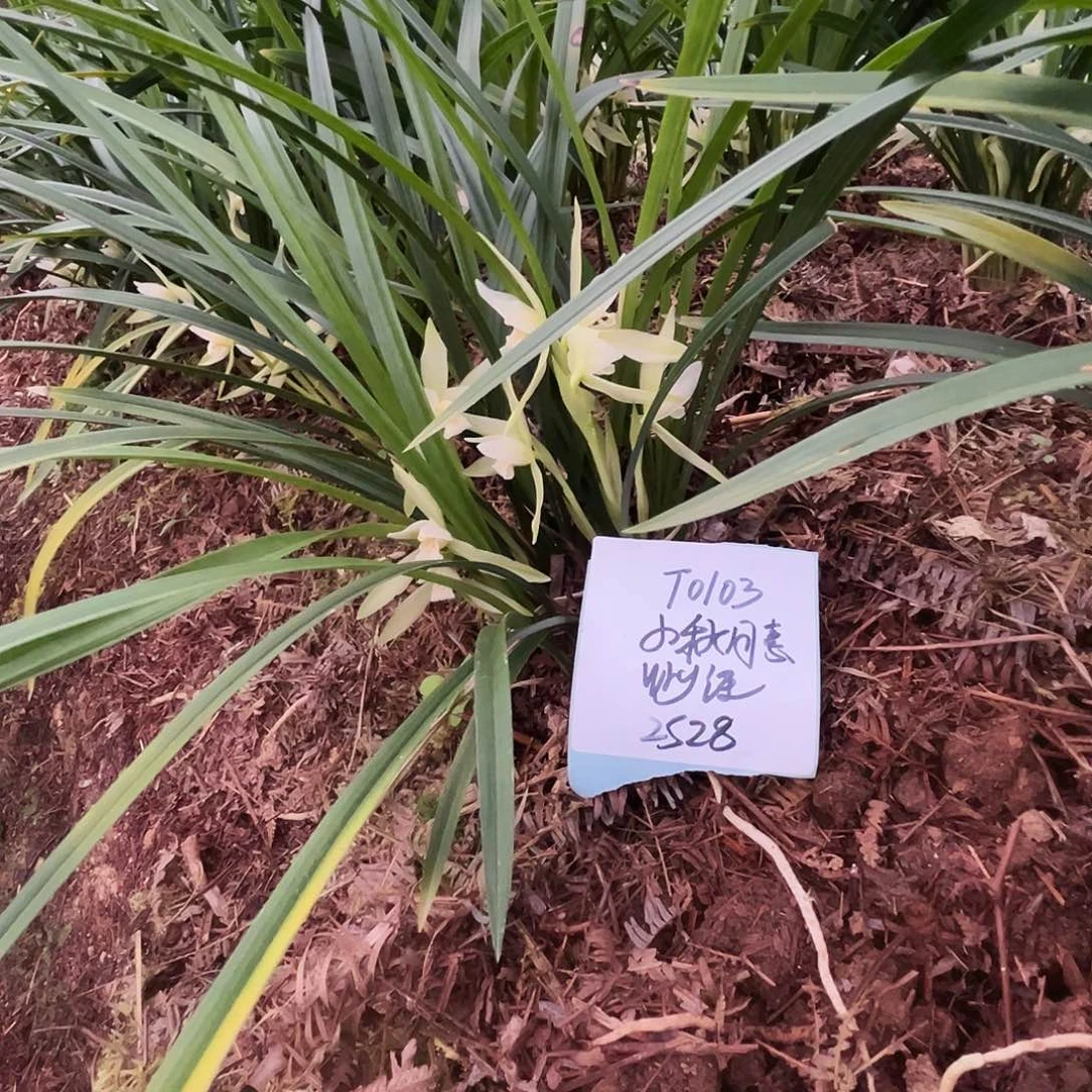 大部分花苞少量开放