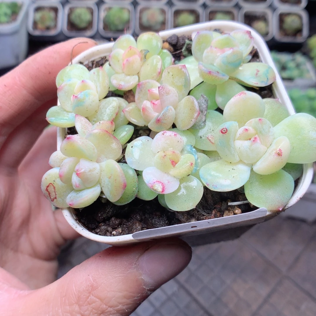 无花朵E125。x10yyyyyyyy