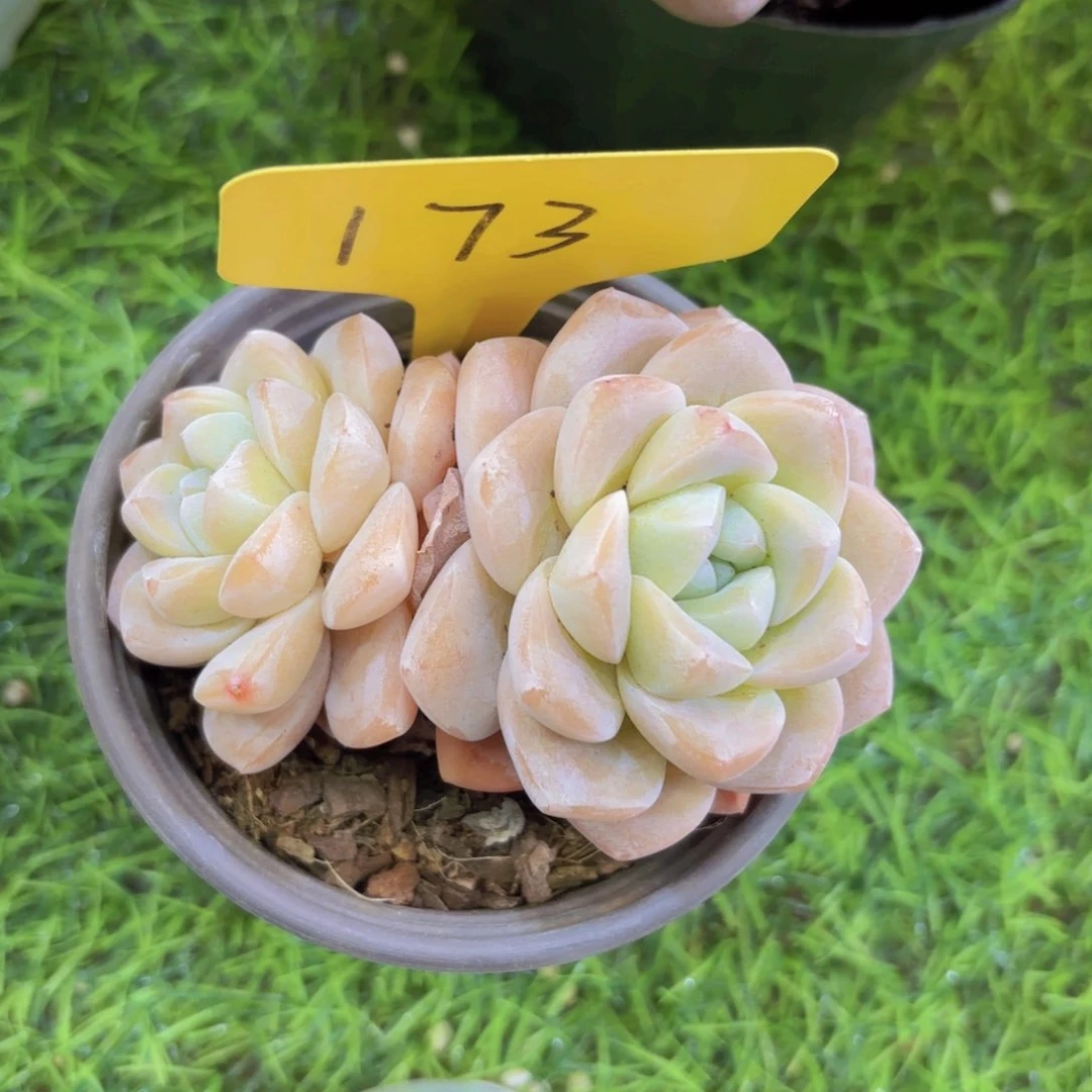 辉****徒我的小可爱们都好可爱