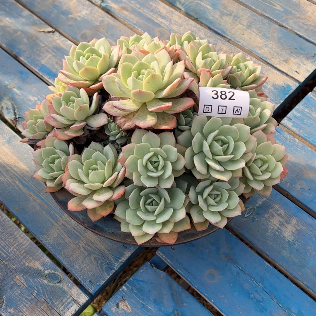 382多肉植物纤维维生素