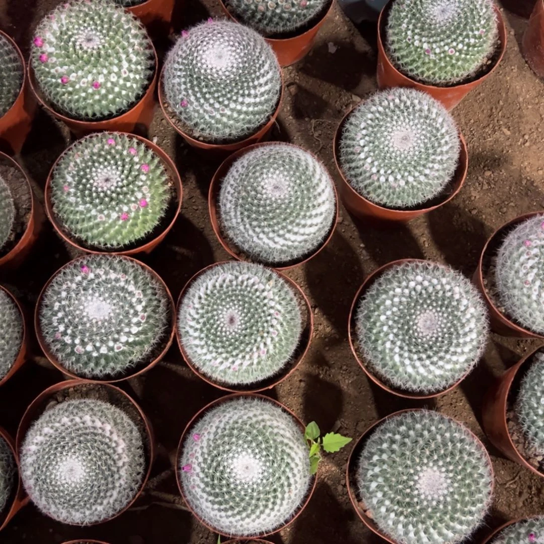 玉翁实生随机一颗