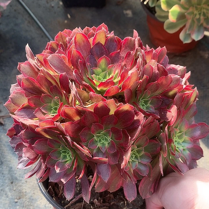 702安娜锦多肉植物