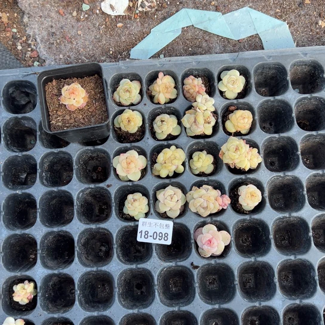 沉****川小卡拉米糖心一物一拍18-98