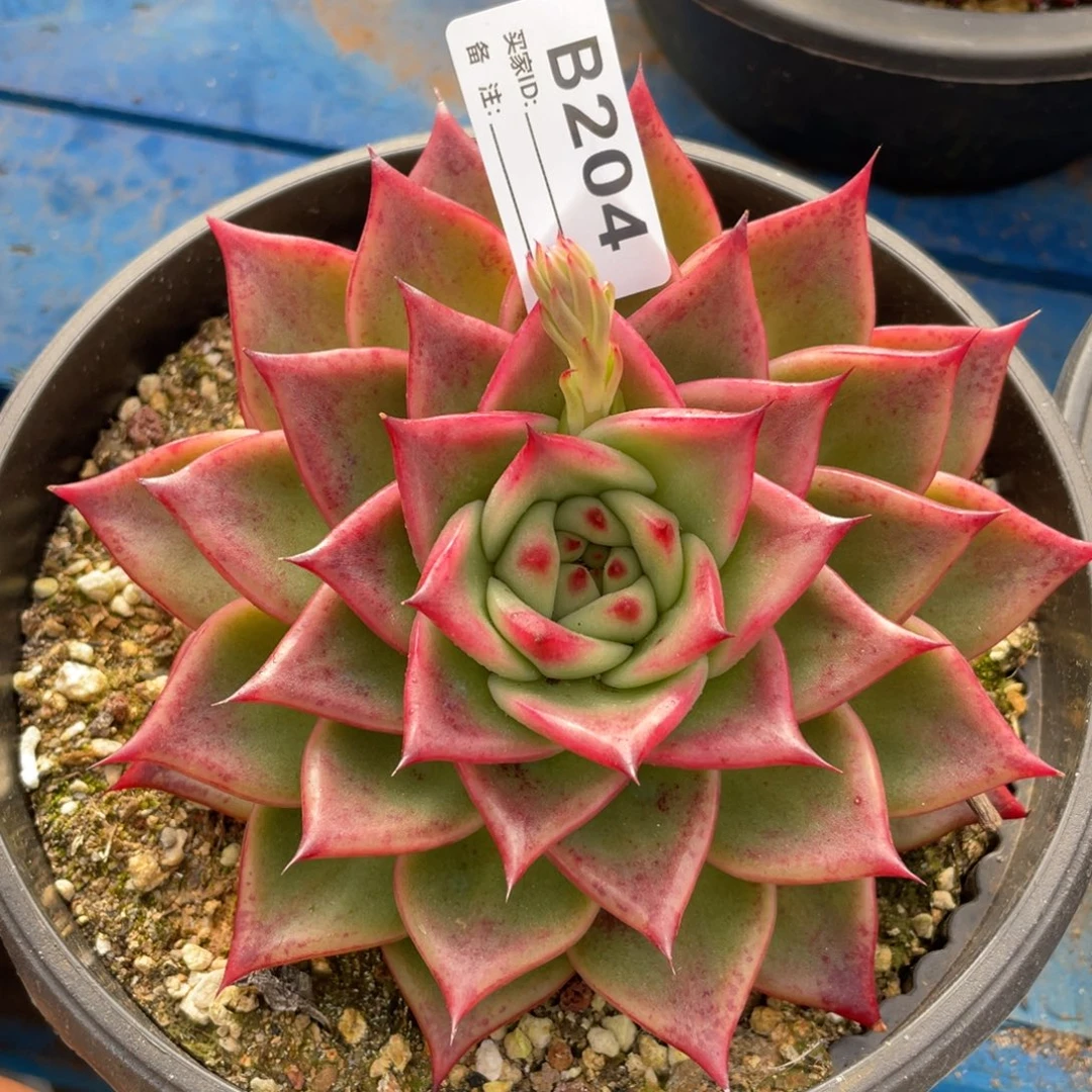 无花朵若如东云单拍B204