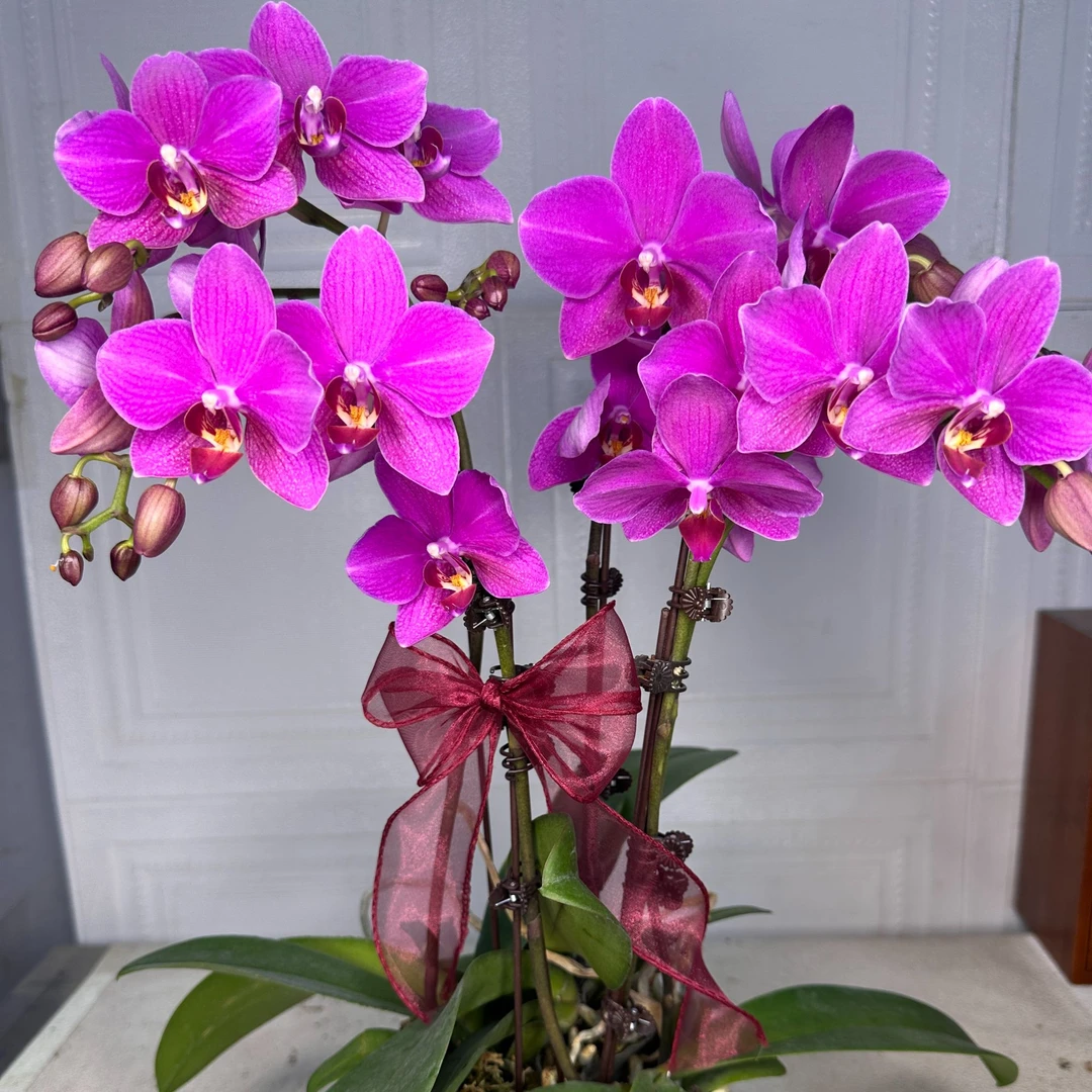 花悦里【红蜻蜓】双花剑  高株 少量花苞 广州花卉源头基地