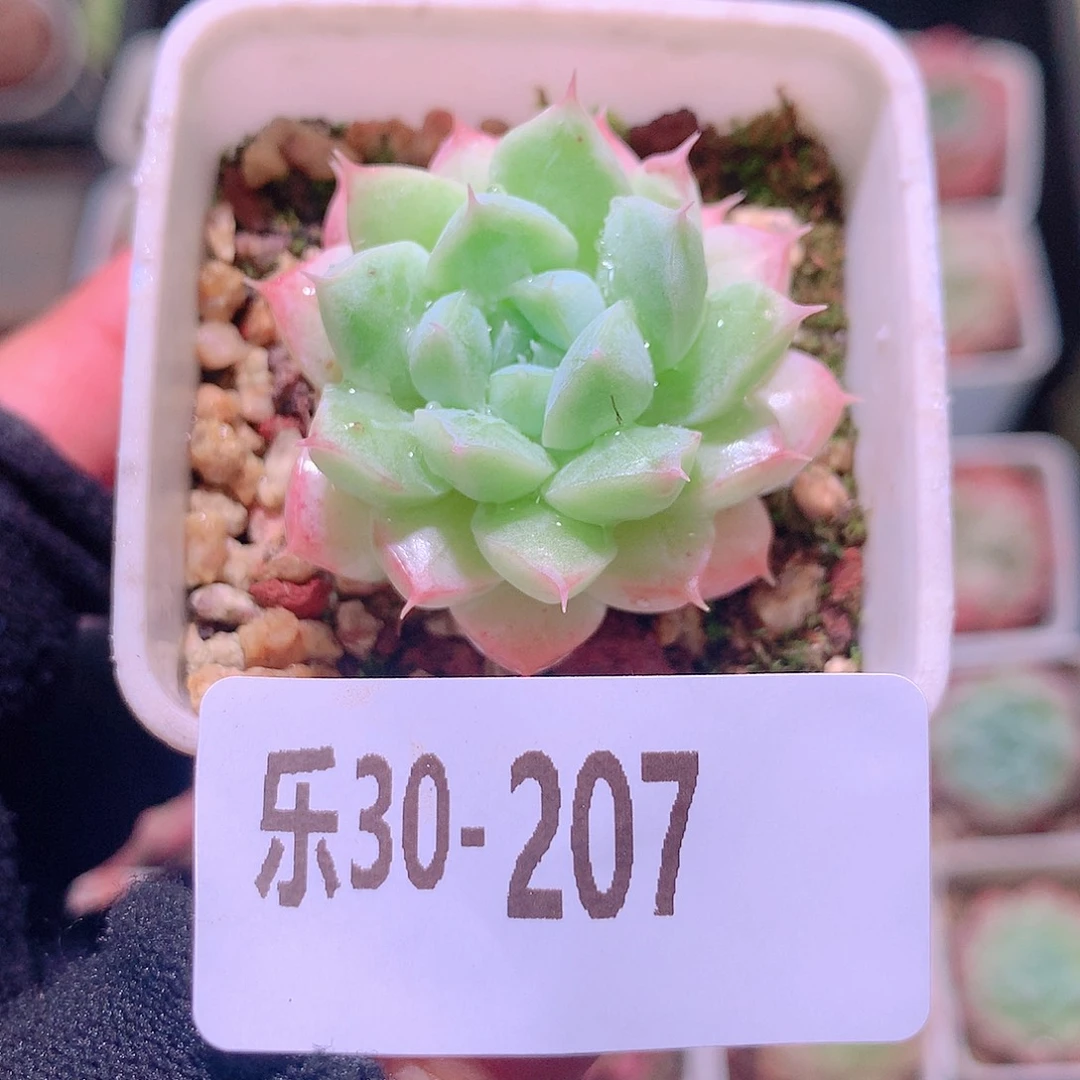 乐然30-207 胭脂雪