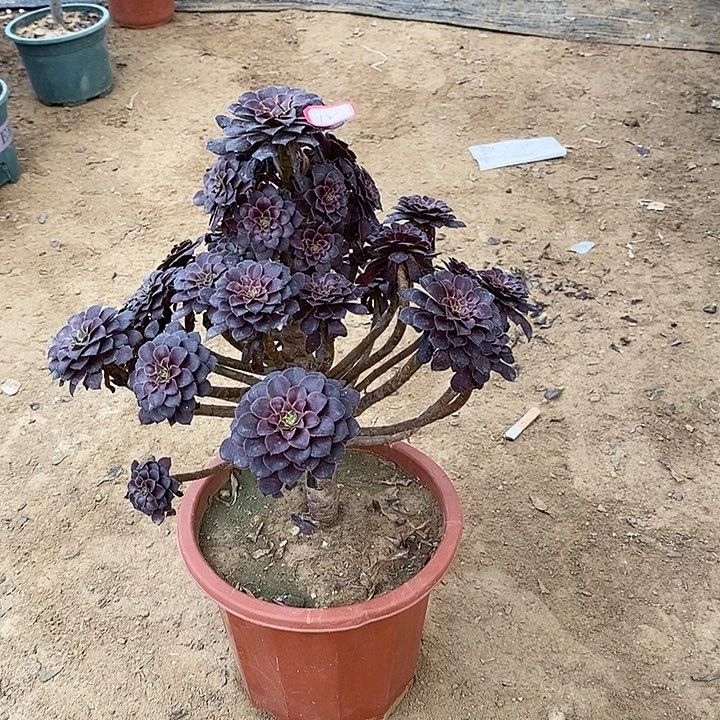 12，黑铜壶1467899000000