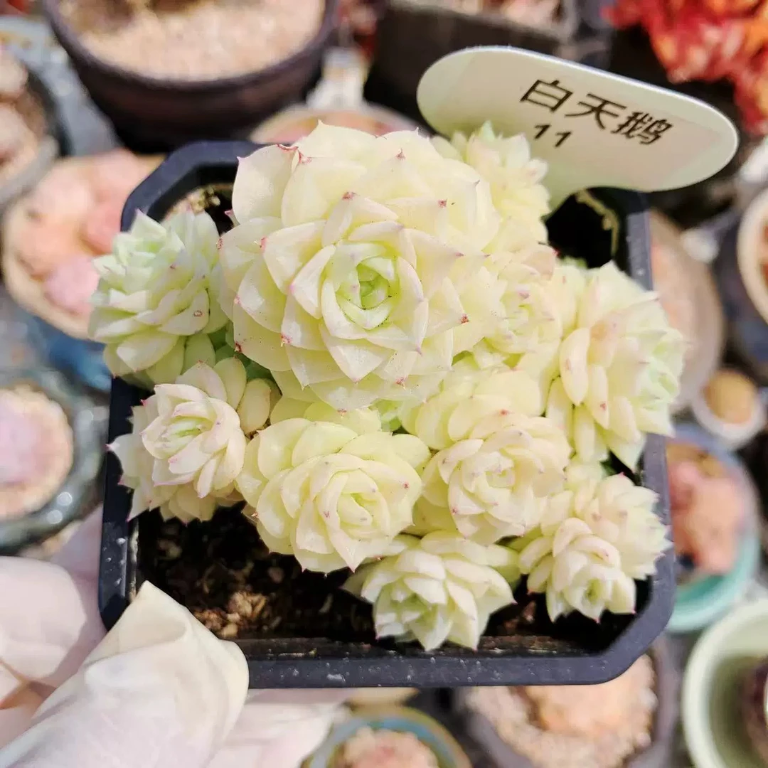 店铺满18元-圆盆白天鹅多肉4公分左右