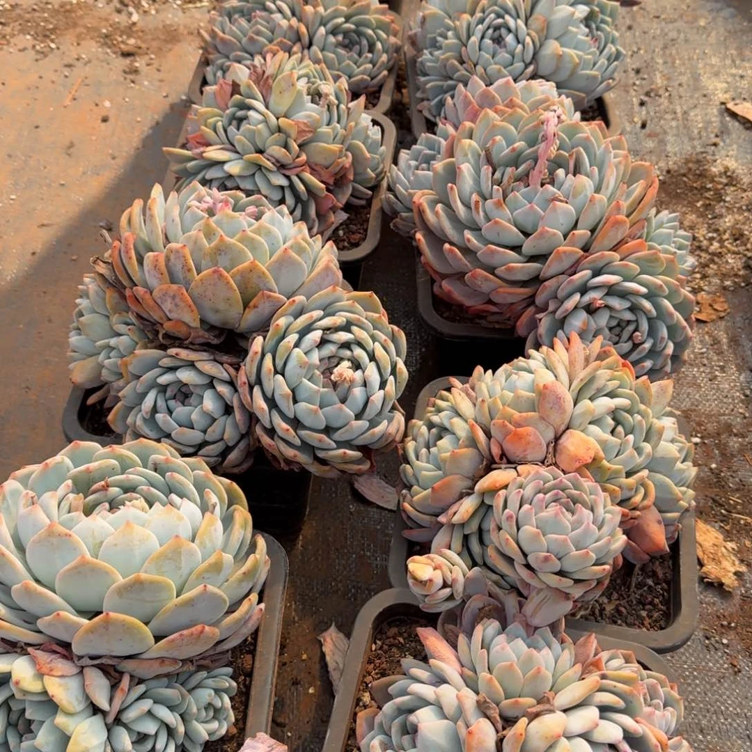 群生180橙梦路多肉植物