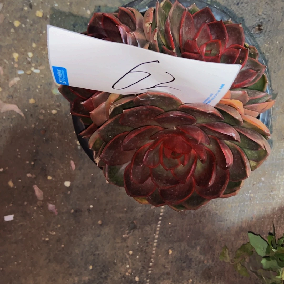 泡***竹62号一物一拍脱土包邮