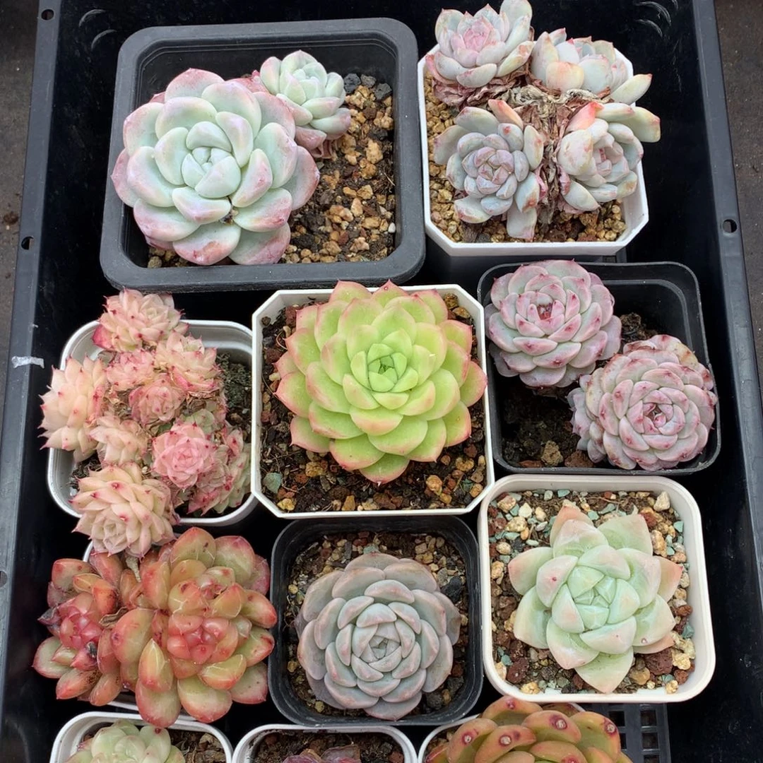 1211-02 套餐一组