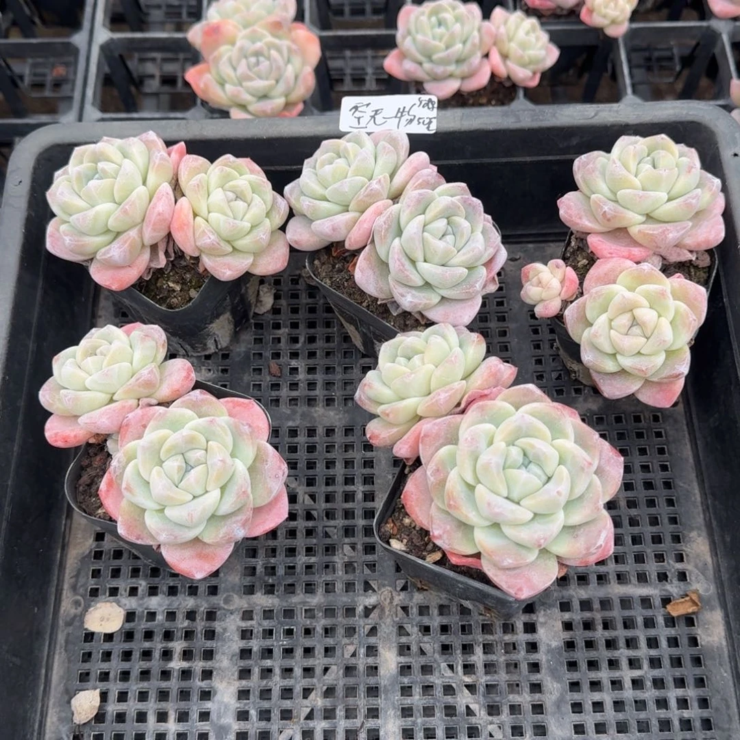 空**物空无一物冰玉2头5棵