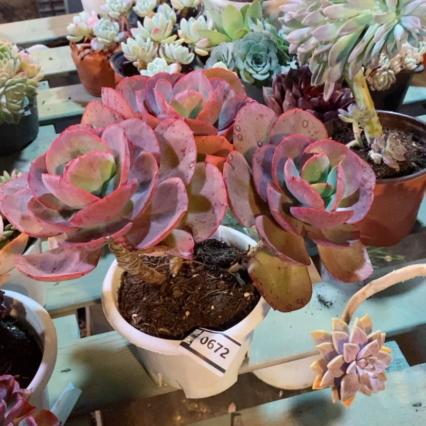 【闪购商品】初吻0672