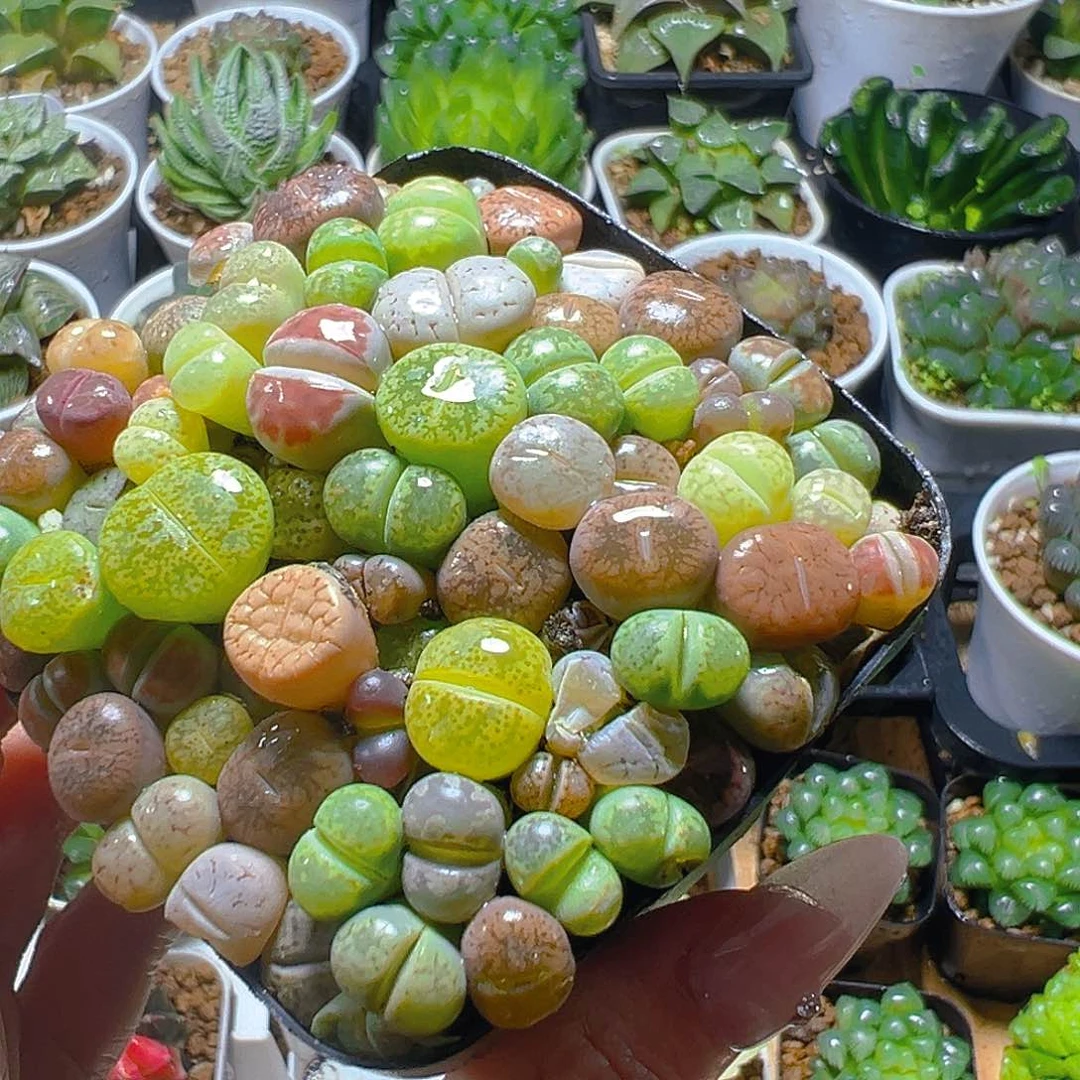 生石花玉露多肉多肉多肉