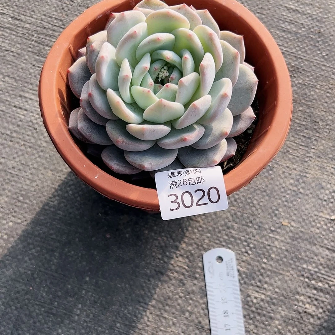 9号只****见我们的确是3020