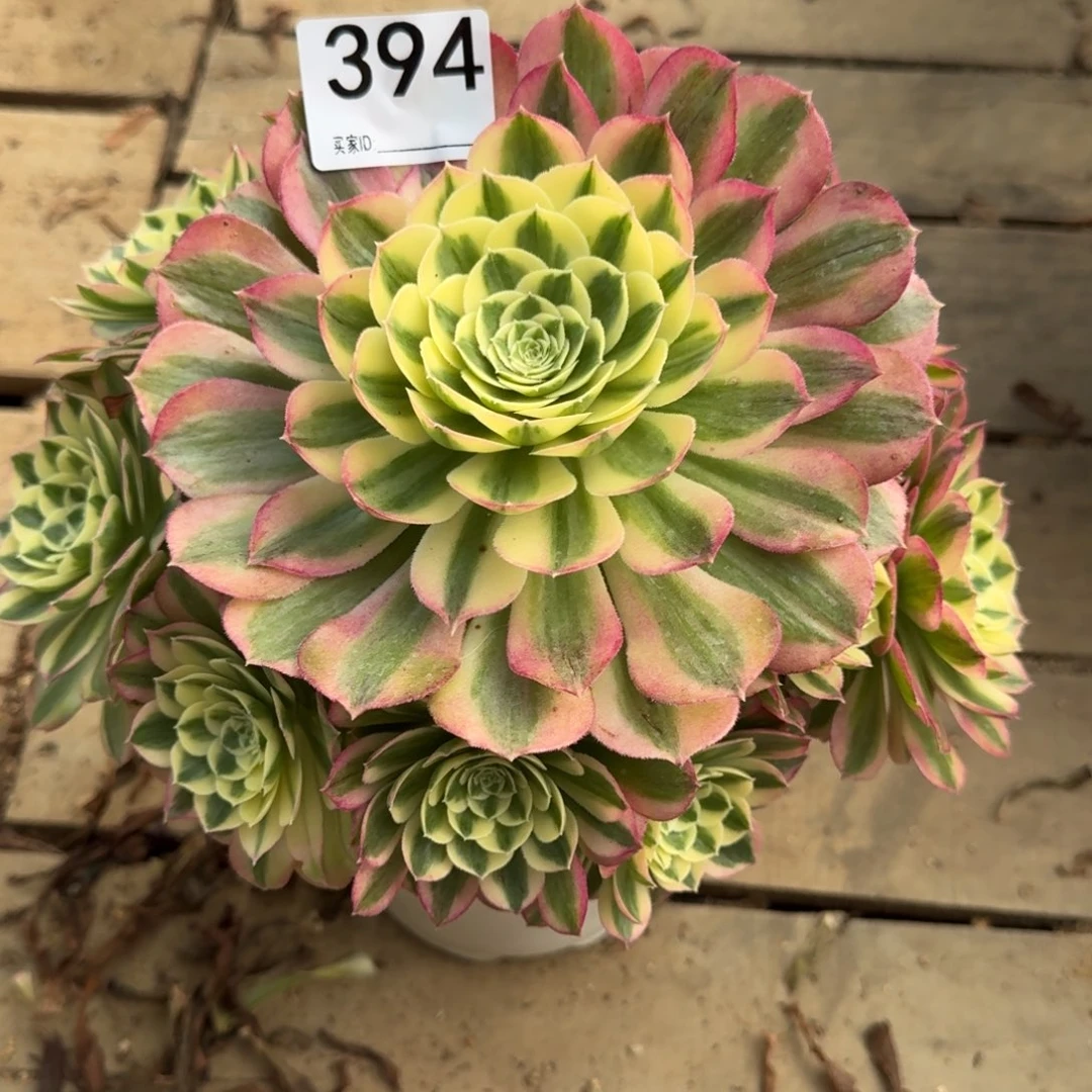 394多肉植物玉姿