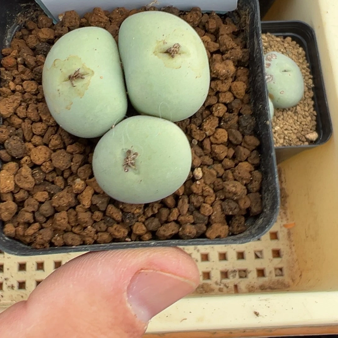 风****d3-26肉锥多肉植物，