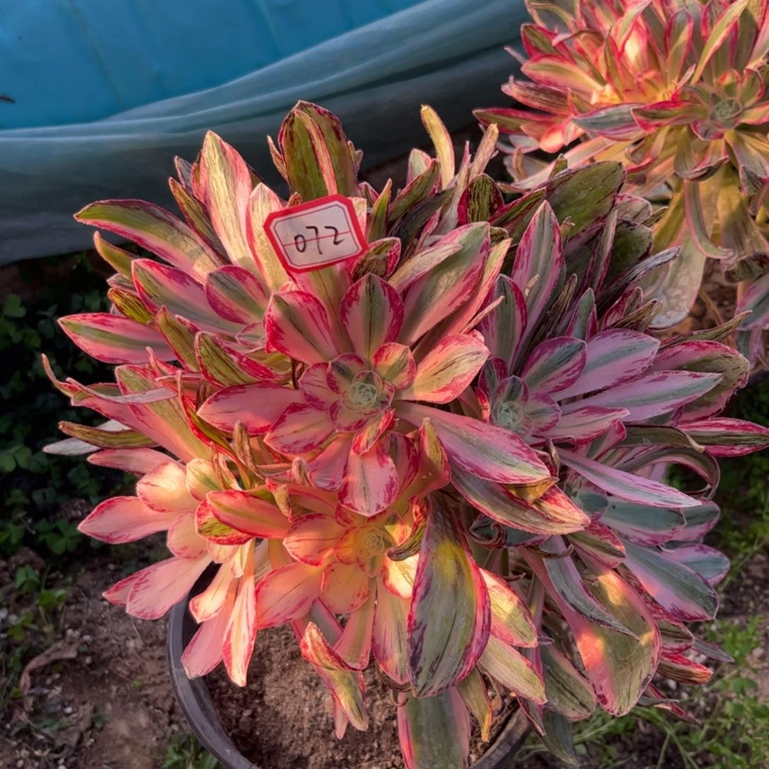 072多肉植物V锦锦