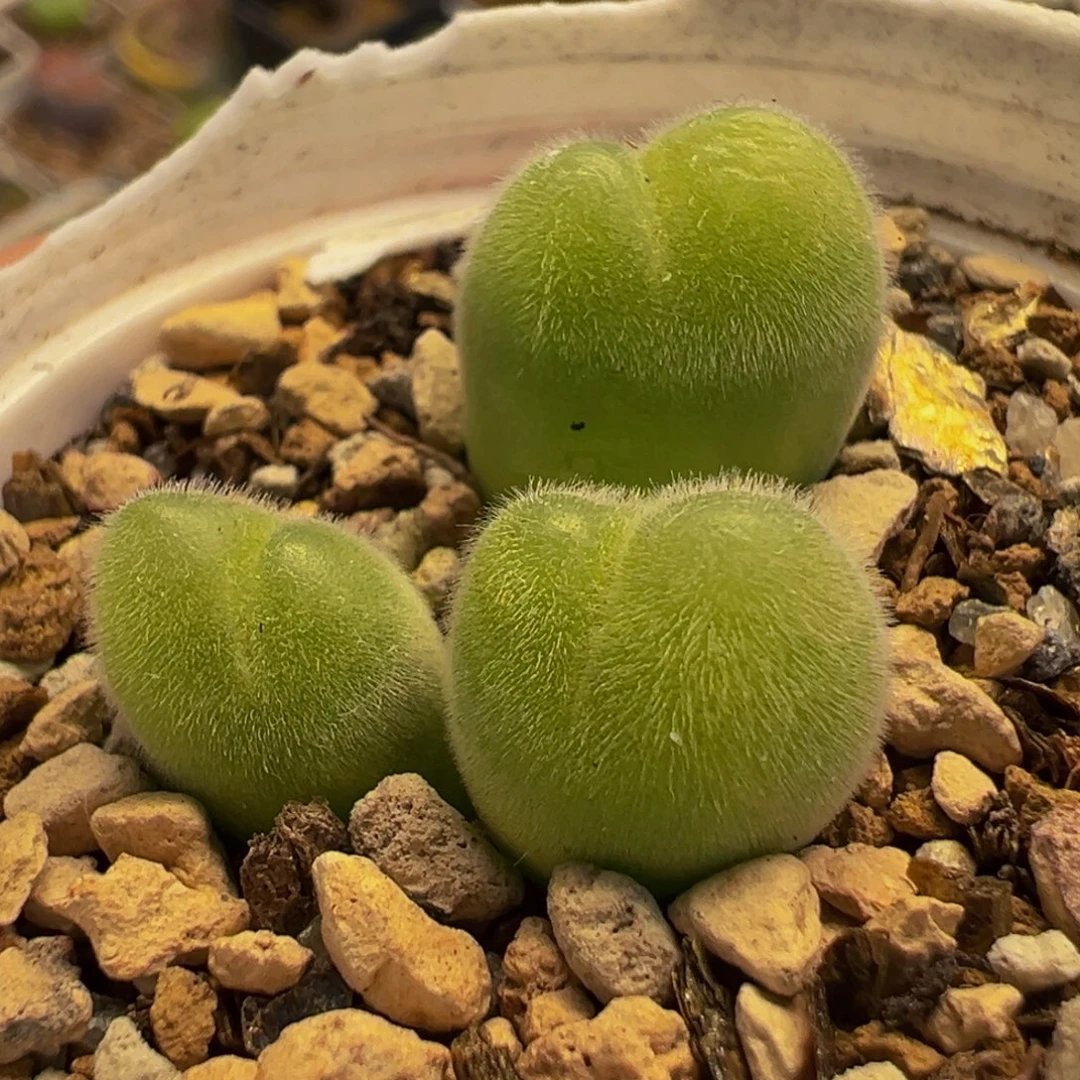 752多肉植物种类多样