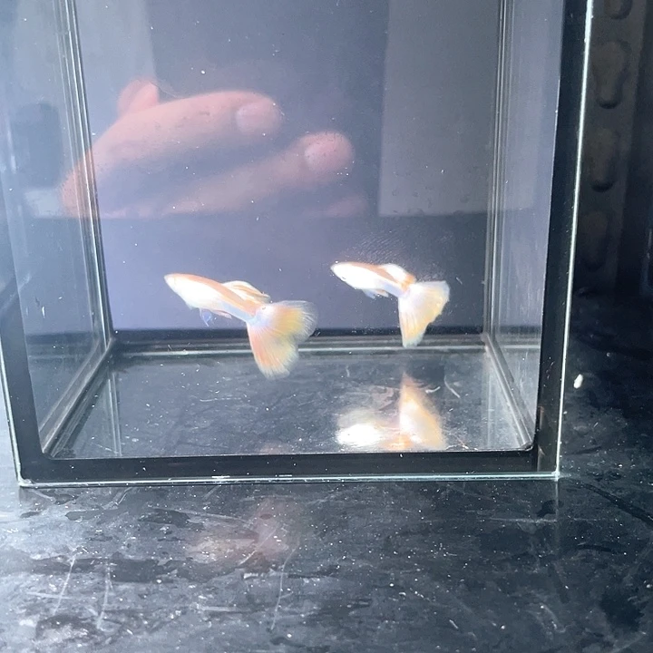 毛***。孔雀鱼2对金粉孔雀鱼