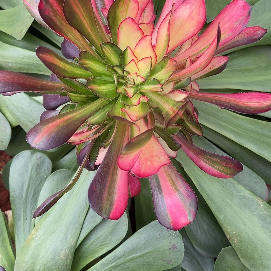 家***娃精品多肉植物029寄养