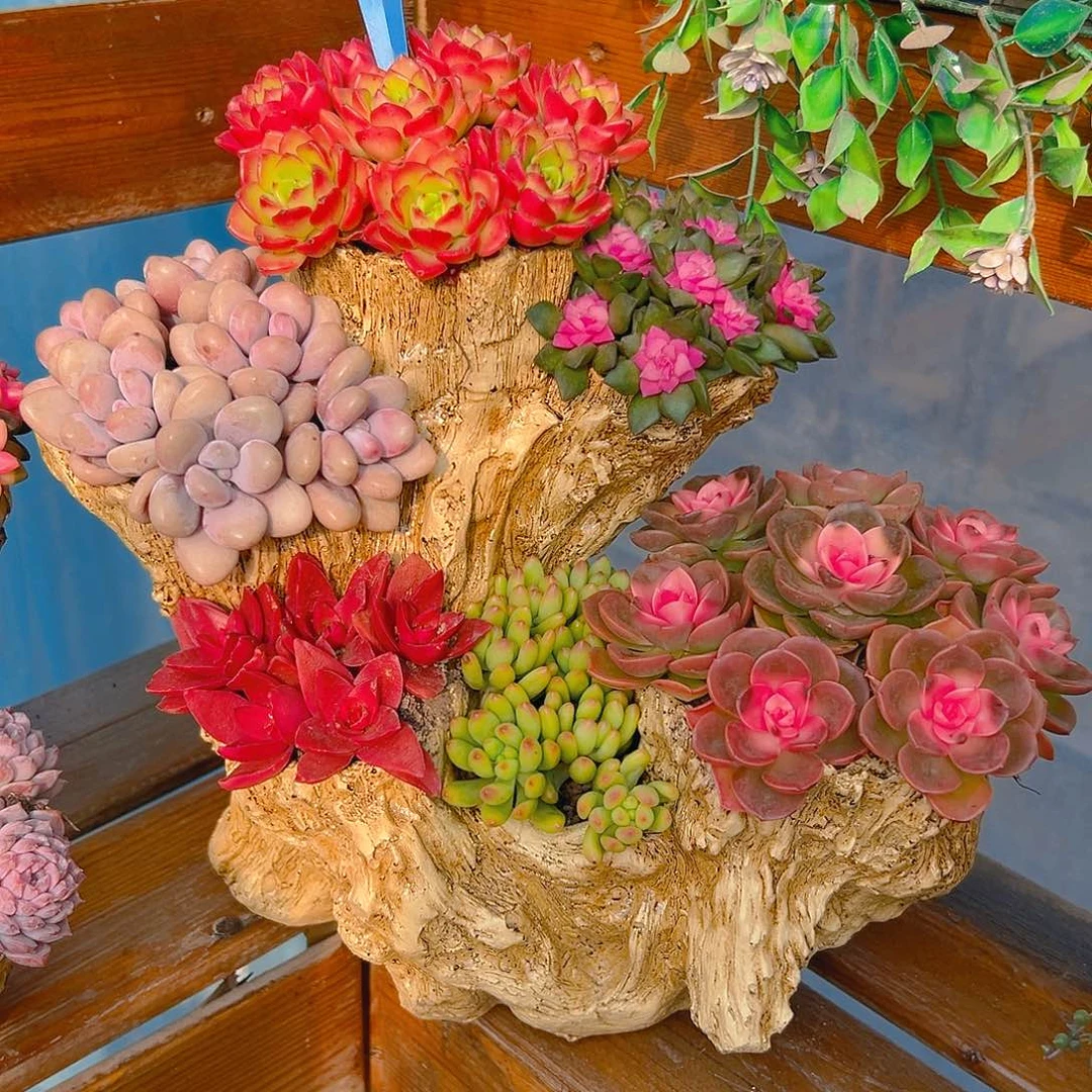 花果山炖肉组合花园