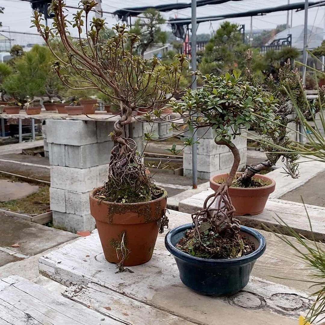 盆景刚*提根杜鹃